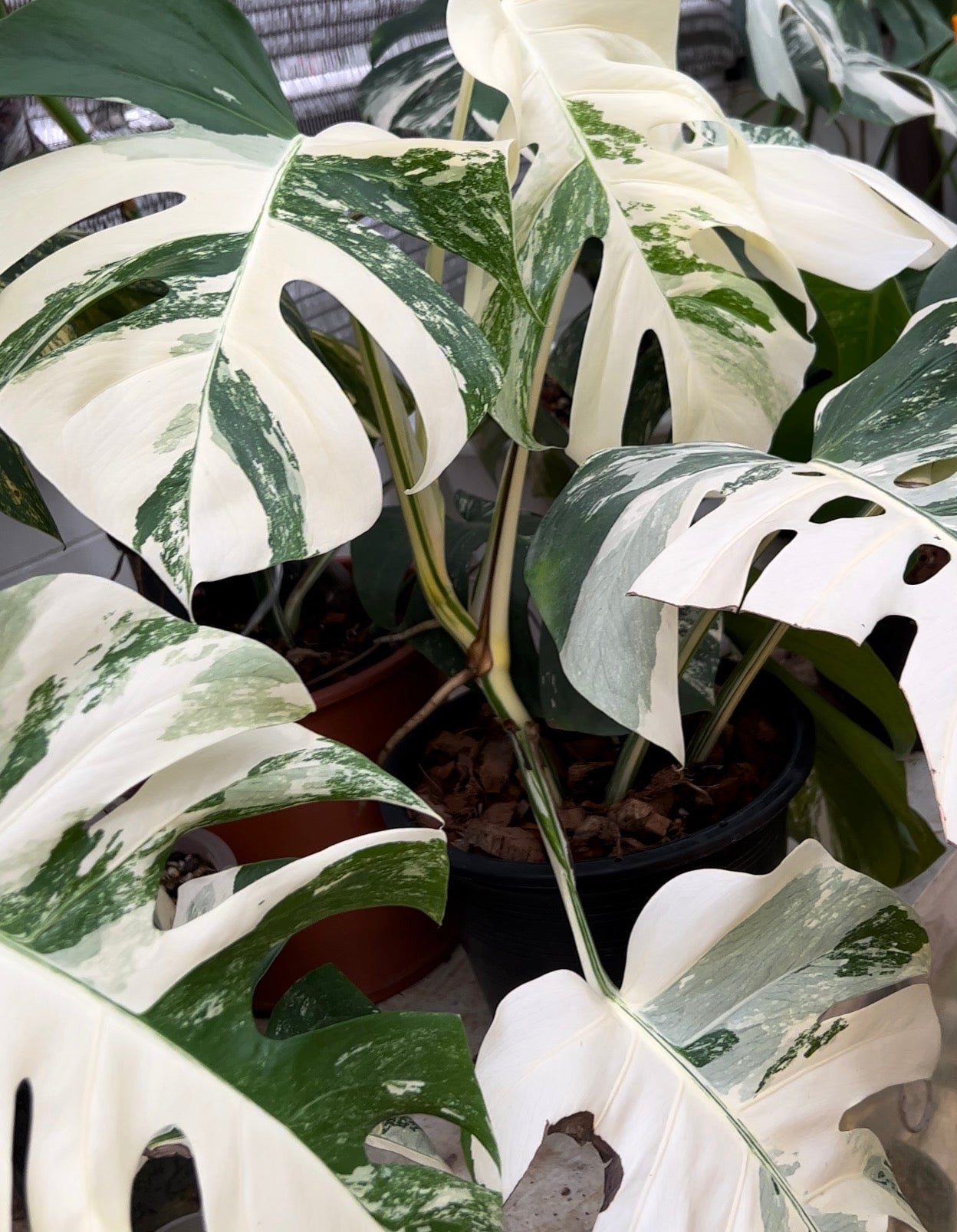 Monstera Albo Borsigiana Care Guide