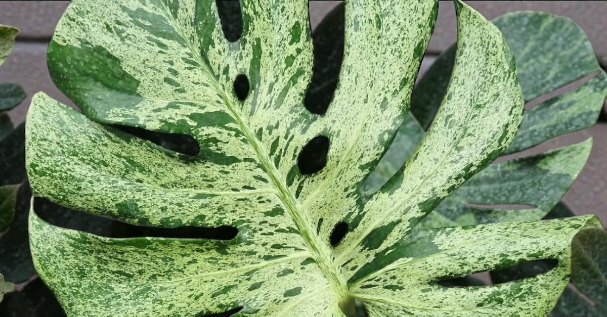 Welcome to the TC Plant Revolution