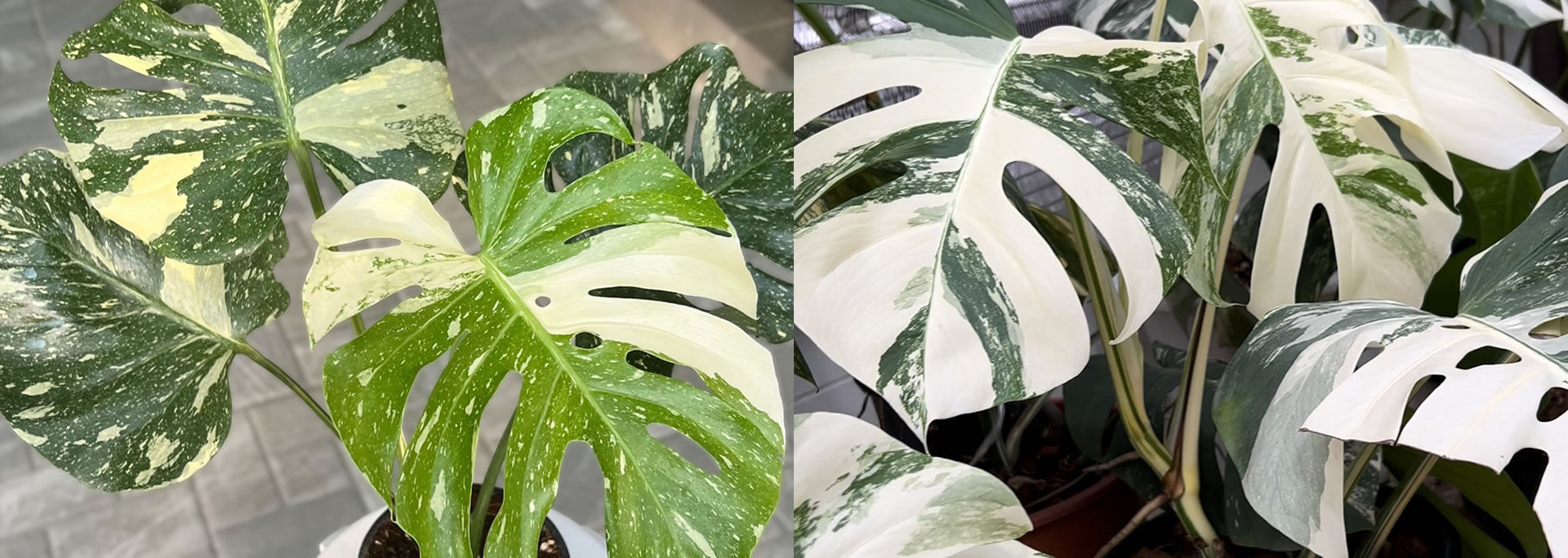 Monstera Thai Constellation vs. Monstera Albo