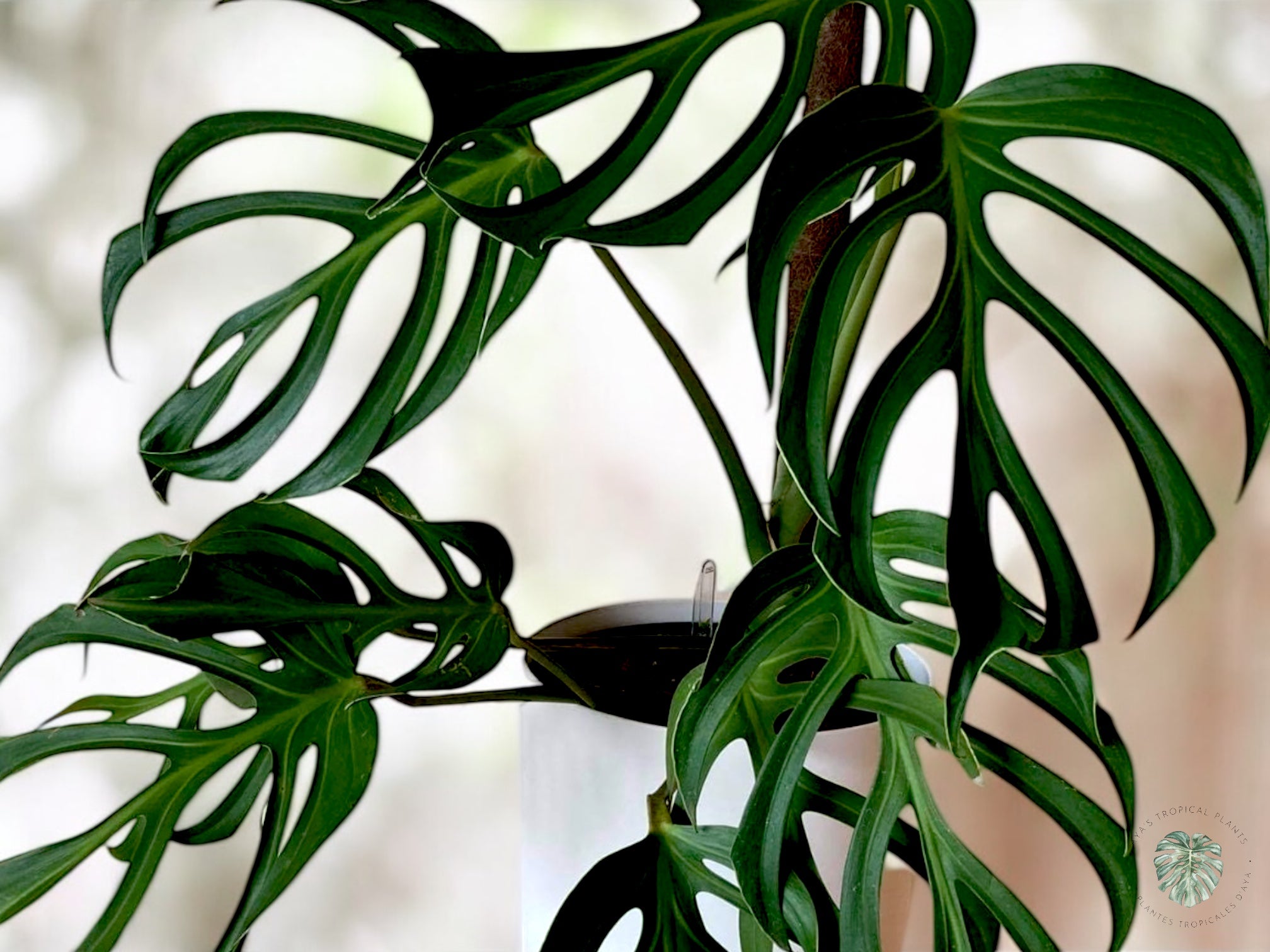 Monstera Burle Marx