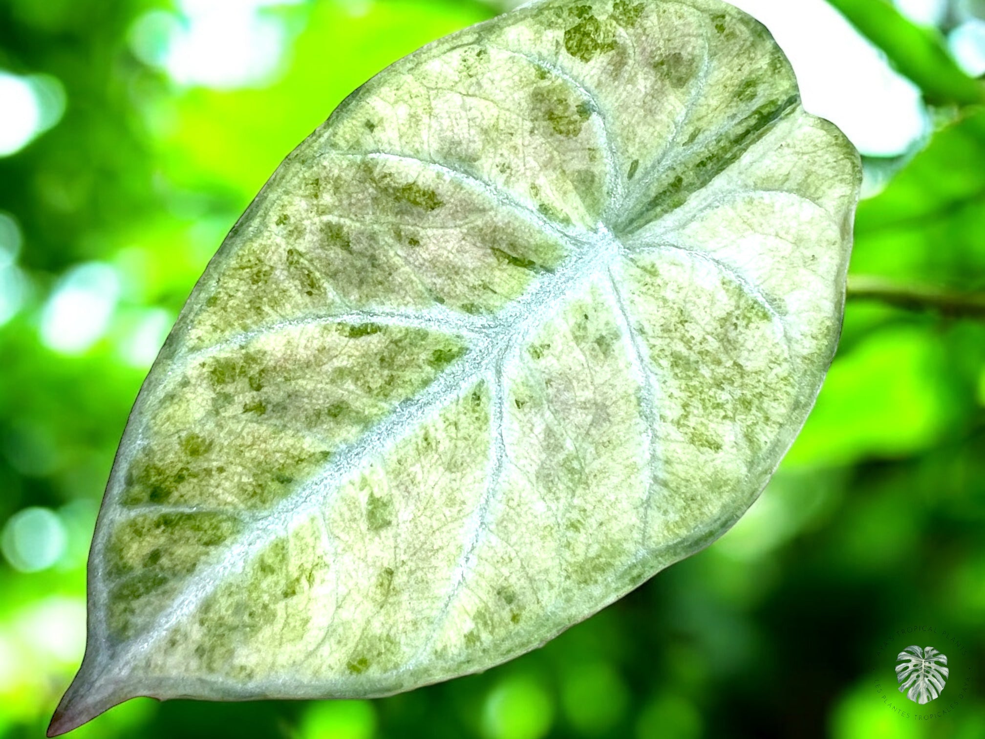 Alocasia Ninja Tricolor