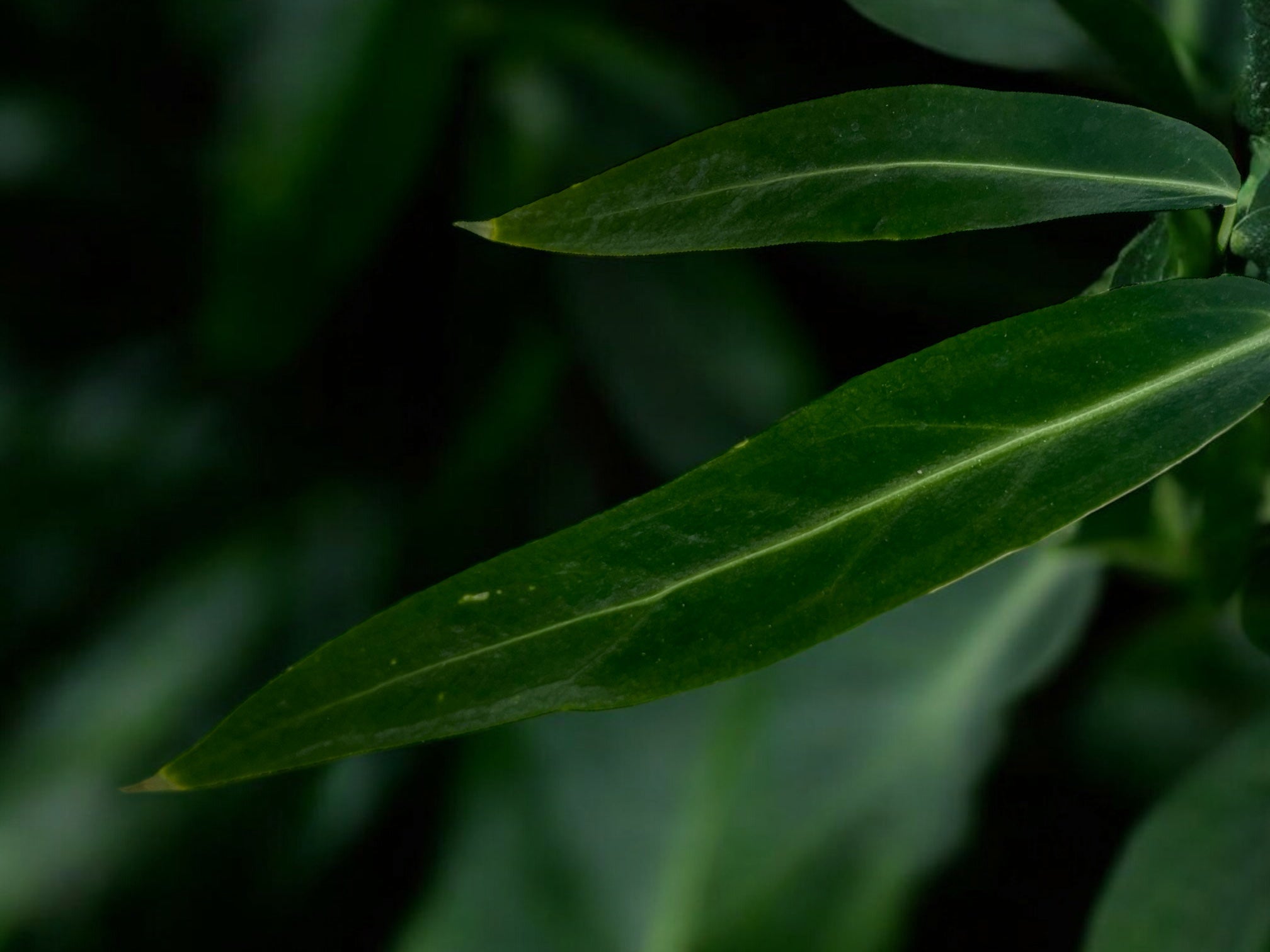 Anthurium Warocqueanum