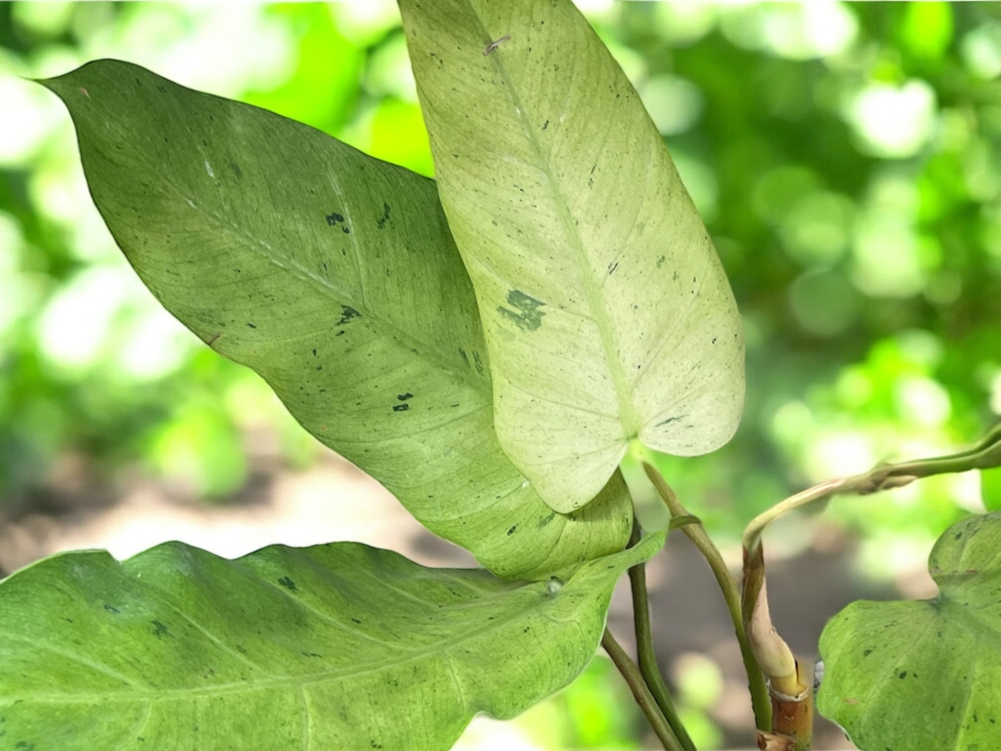 Philodendron Whipple Way