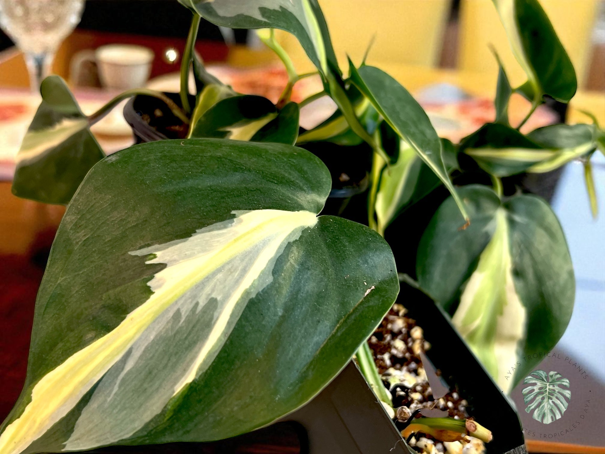 Philodendron Silver Stripes