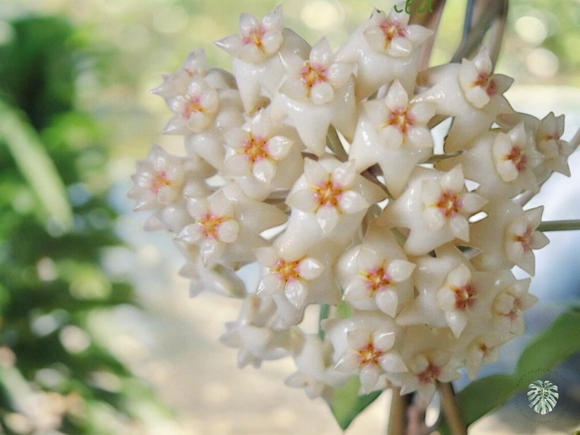Hoya Acuta
