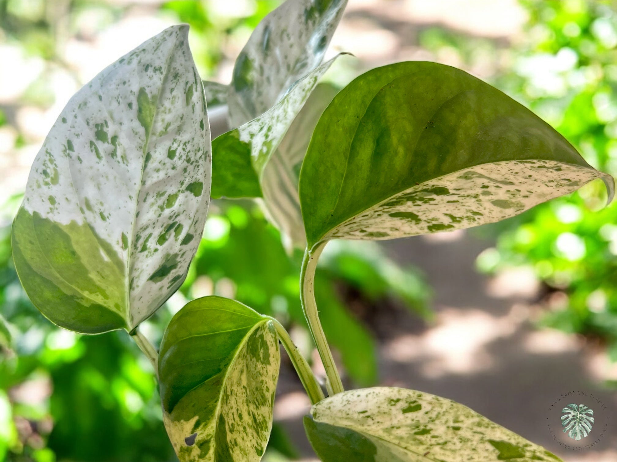 Epipremnum