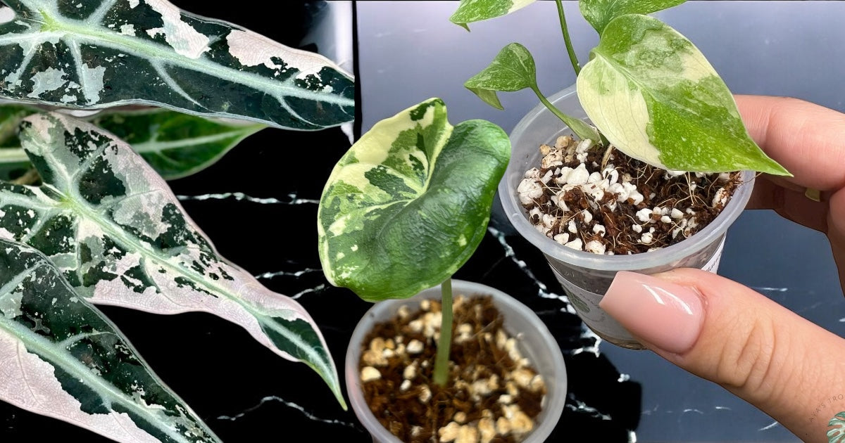 Featured plants