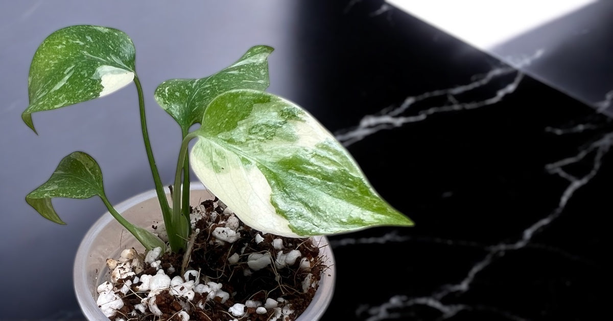 Littles flaws for less