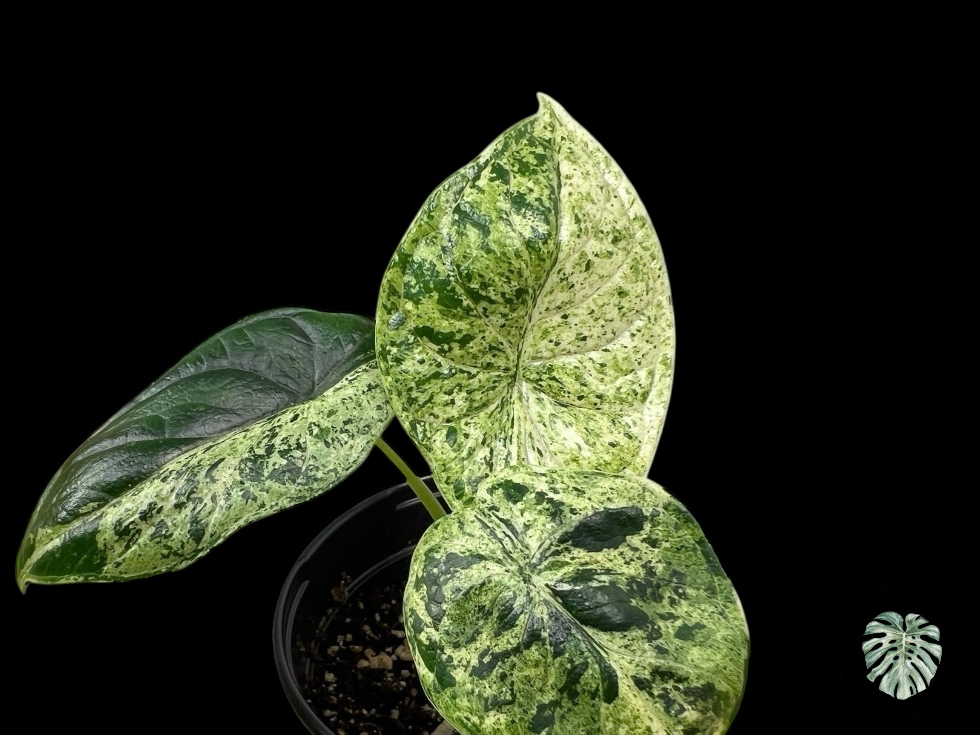 Alocasia Dragon Scale Mint