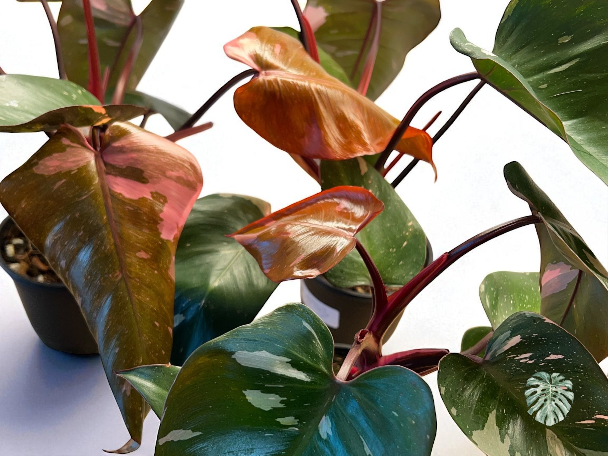 Philodendron Marble King
