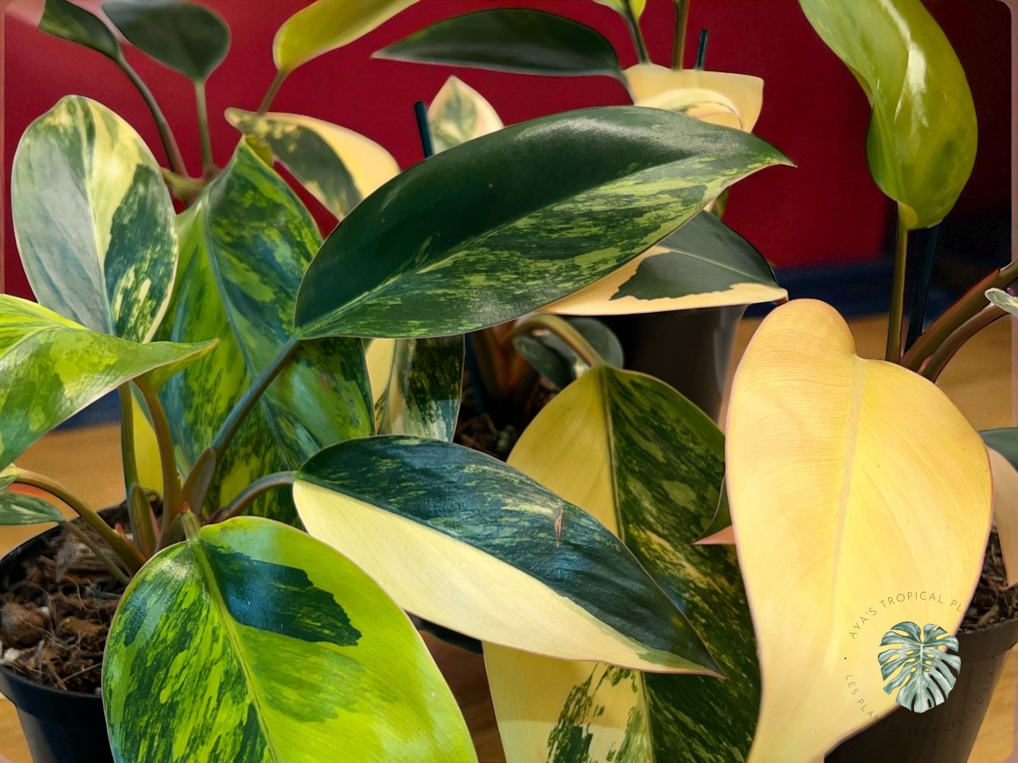 Philodendron Congo