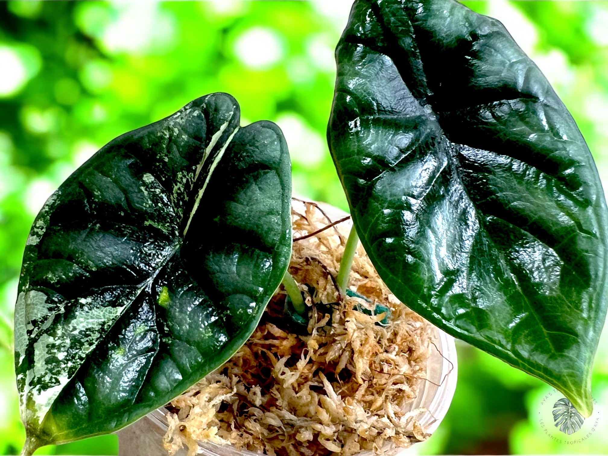 Alocasia Baginda Dragon Scale