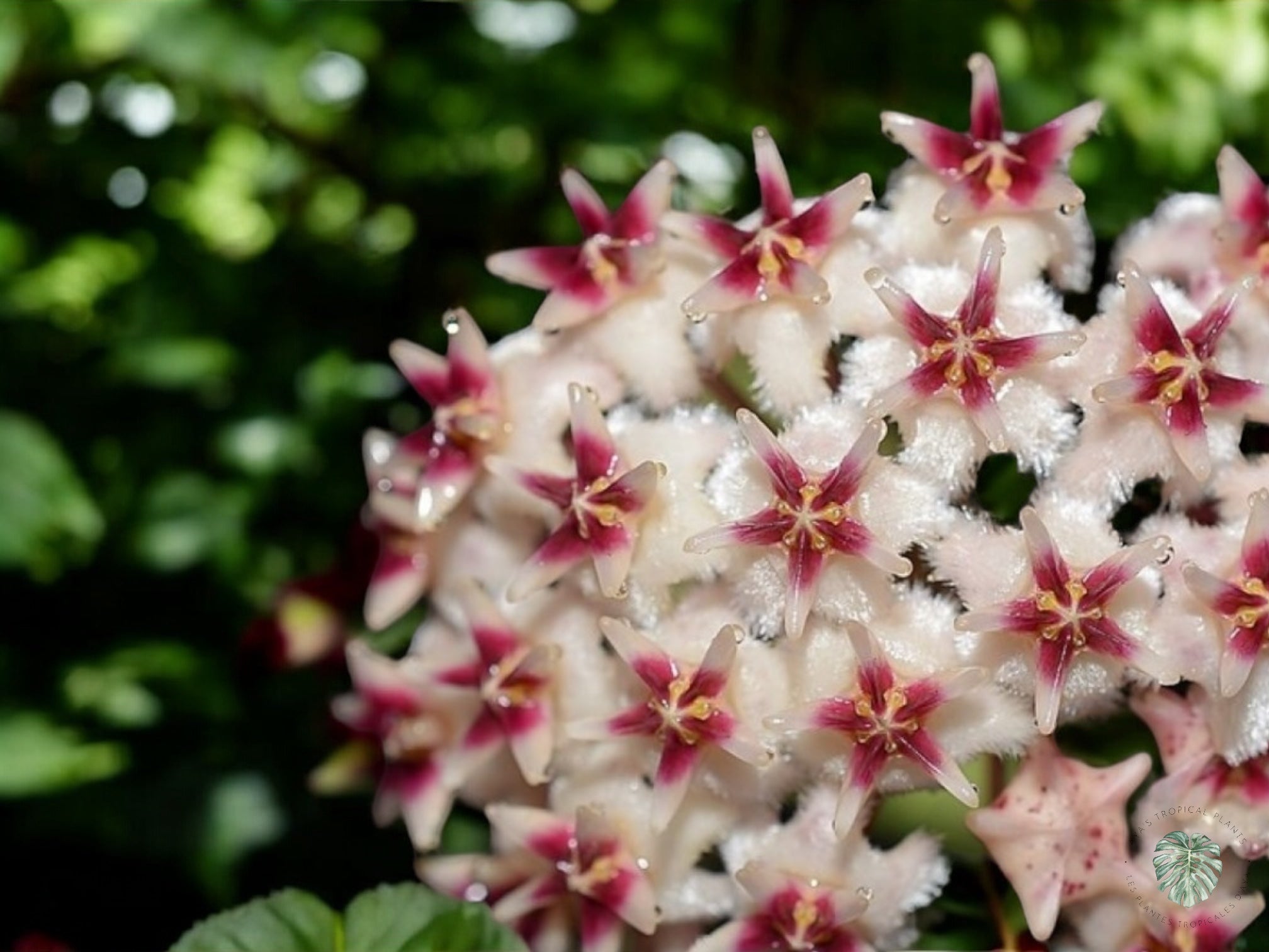 Hoya Erythrostemma