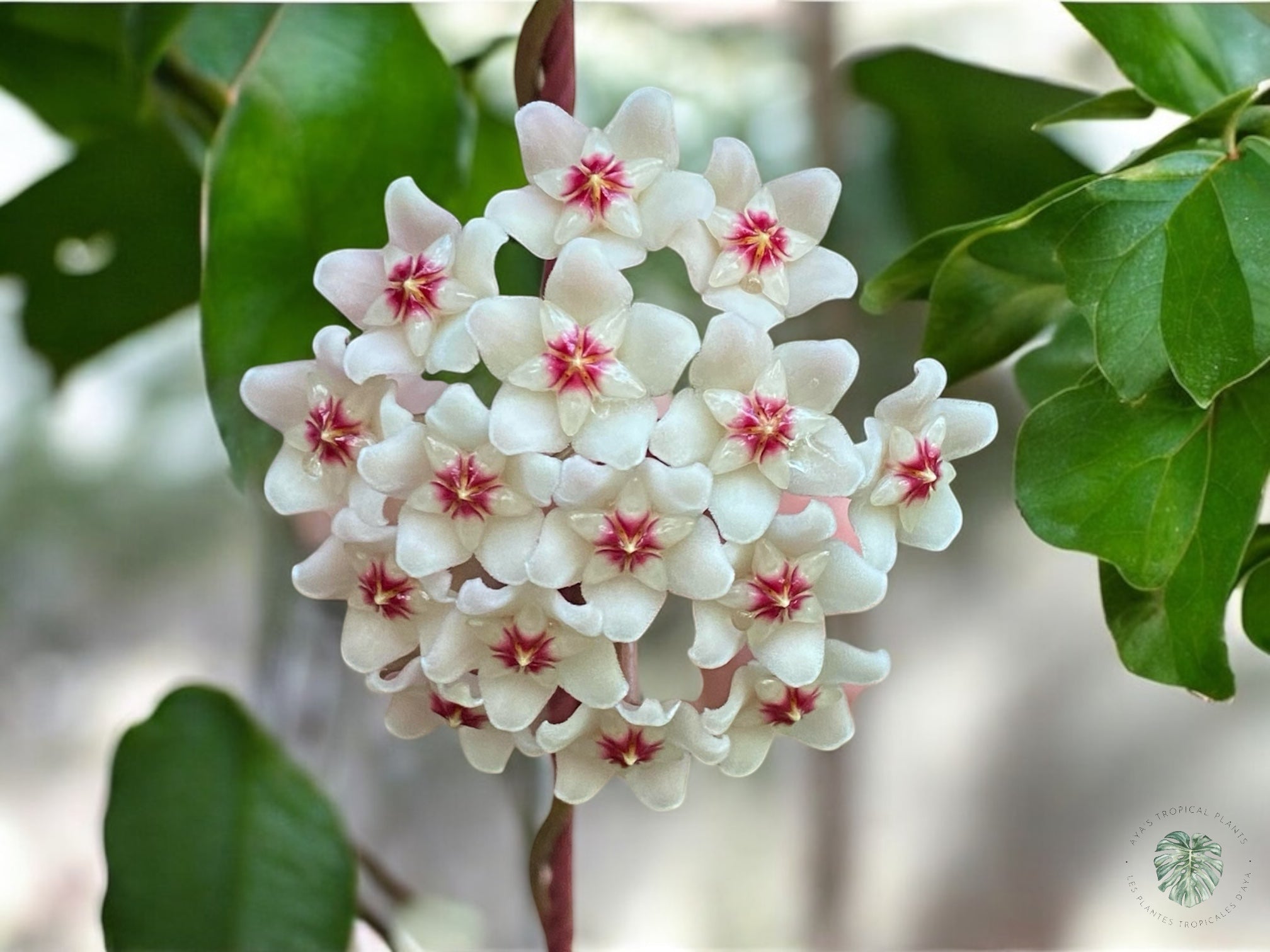 Hoya Wilbur Graves