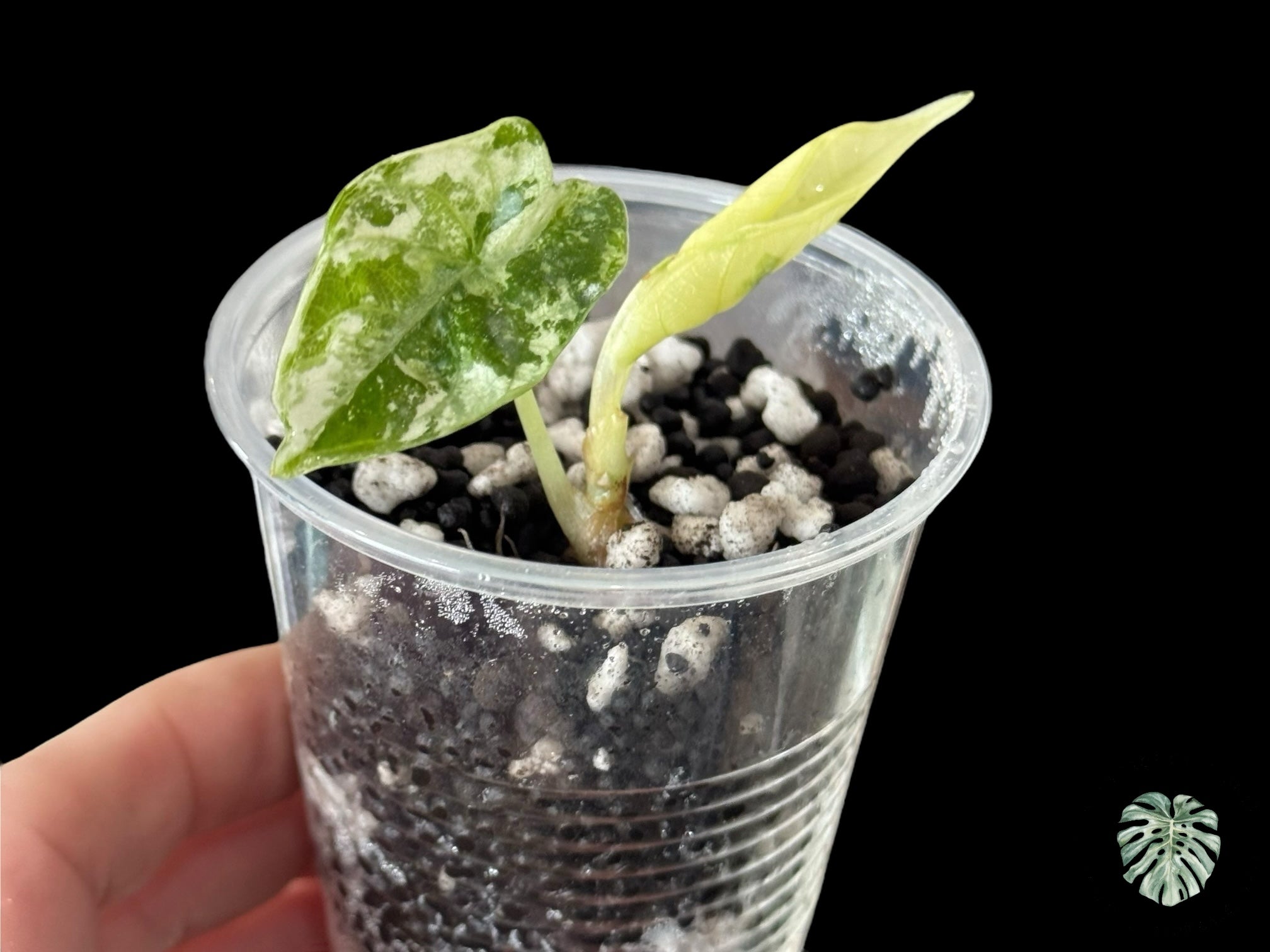 Alocasia Watsoniana