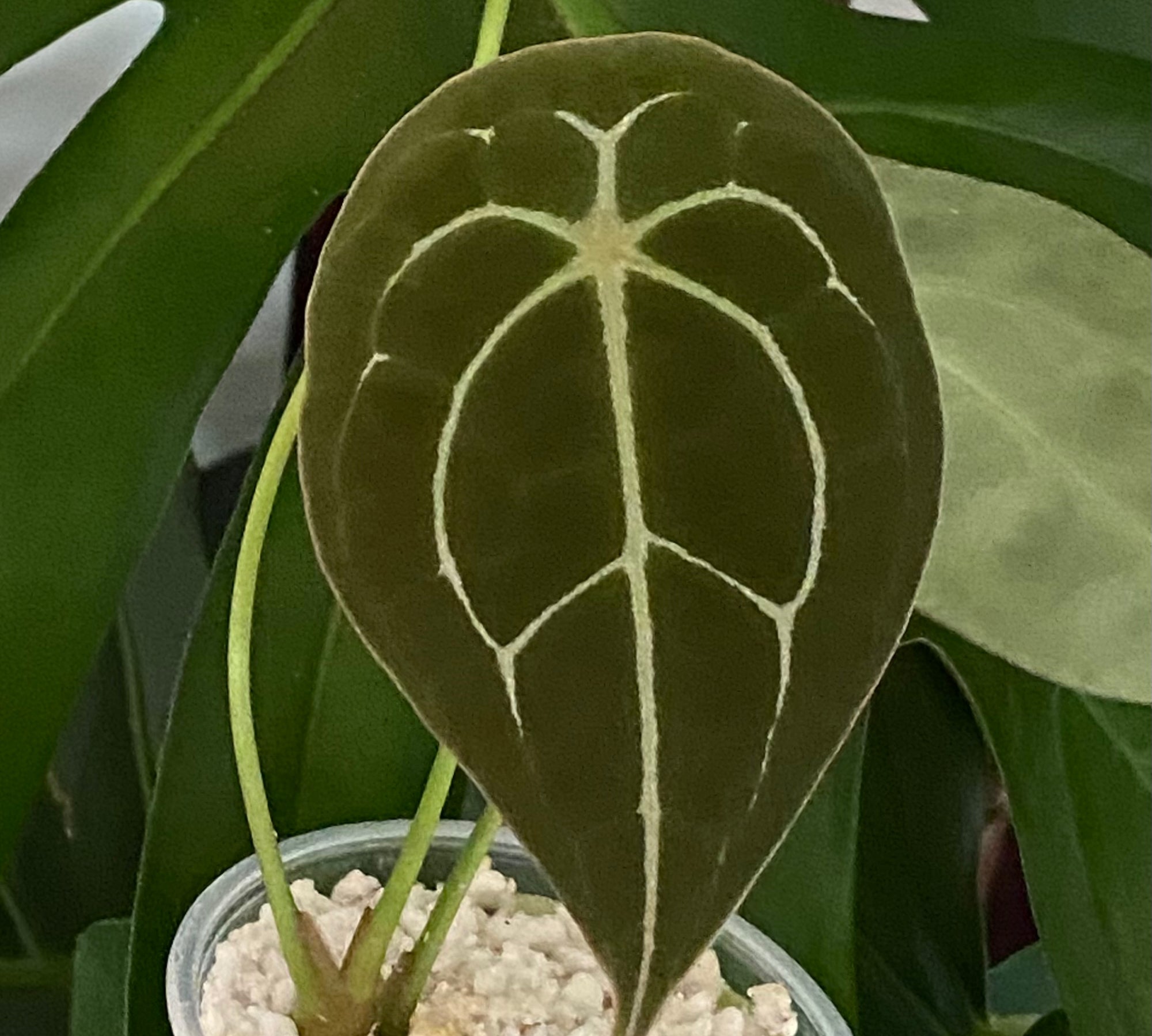 Anthurium Pterodactyl Variegated
