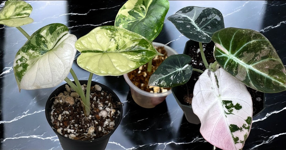 T.C. Alocasia