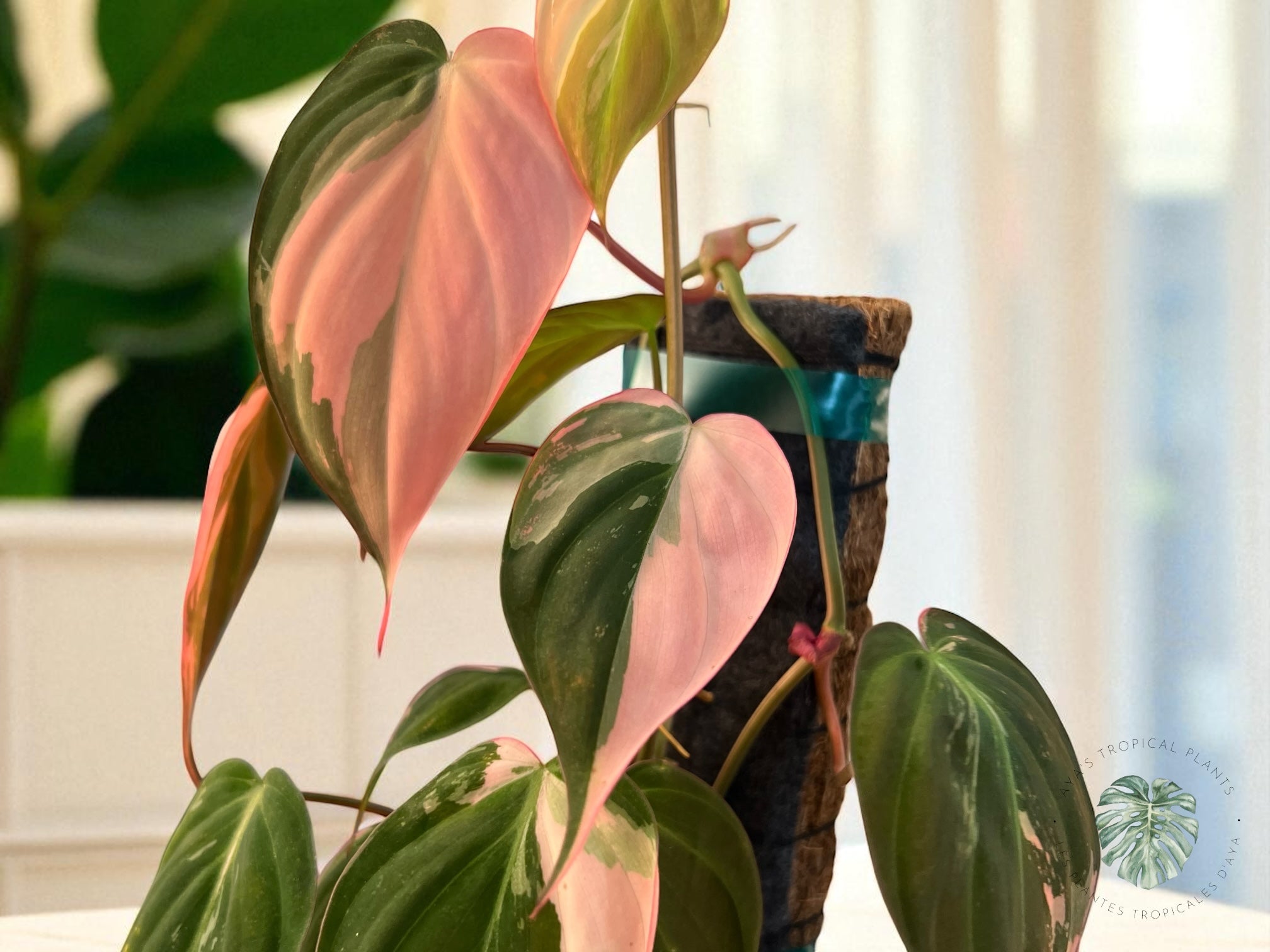 Philodendron Micans Variegated