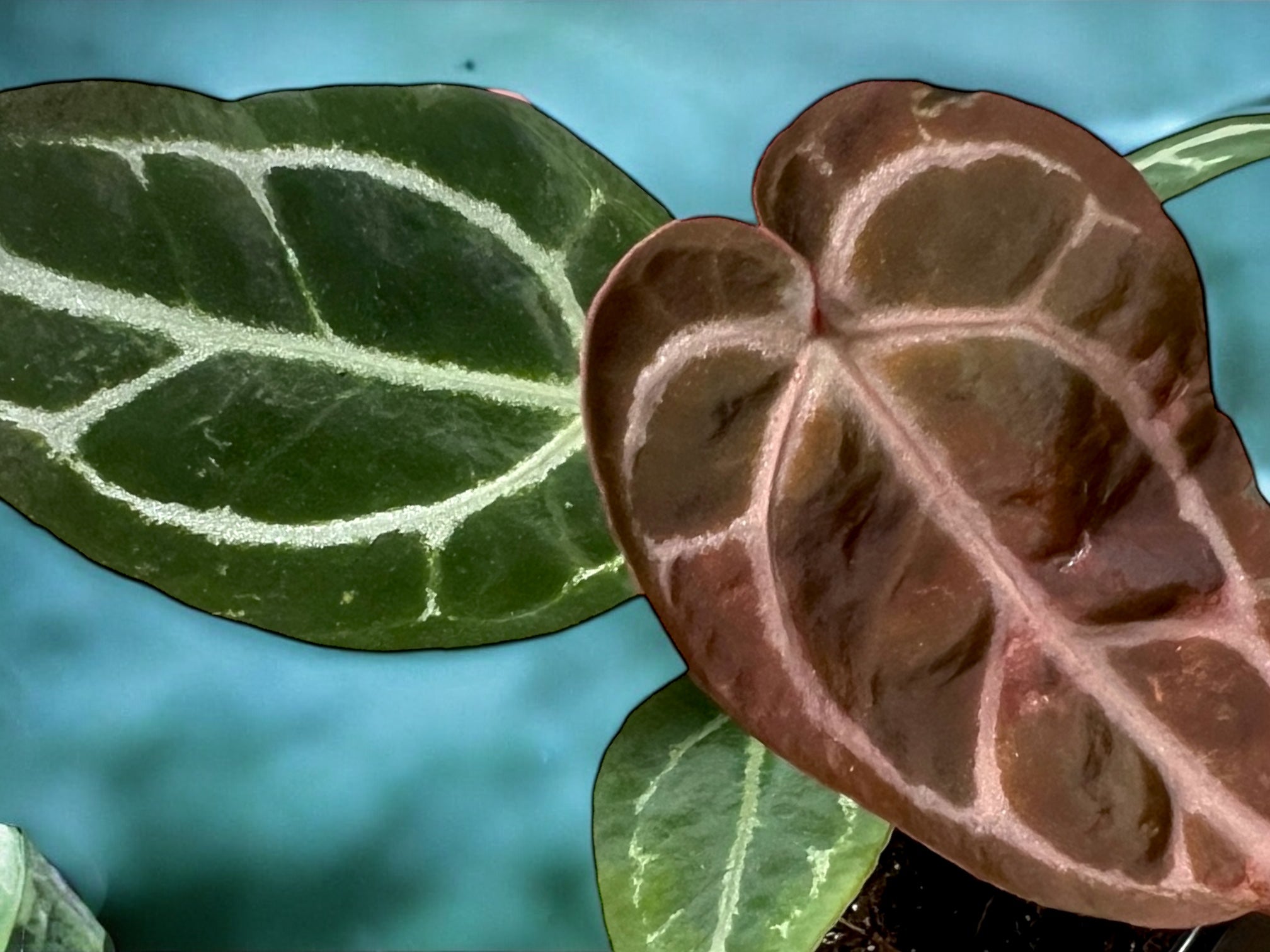 Anthurium Michelle
