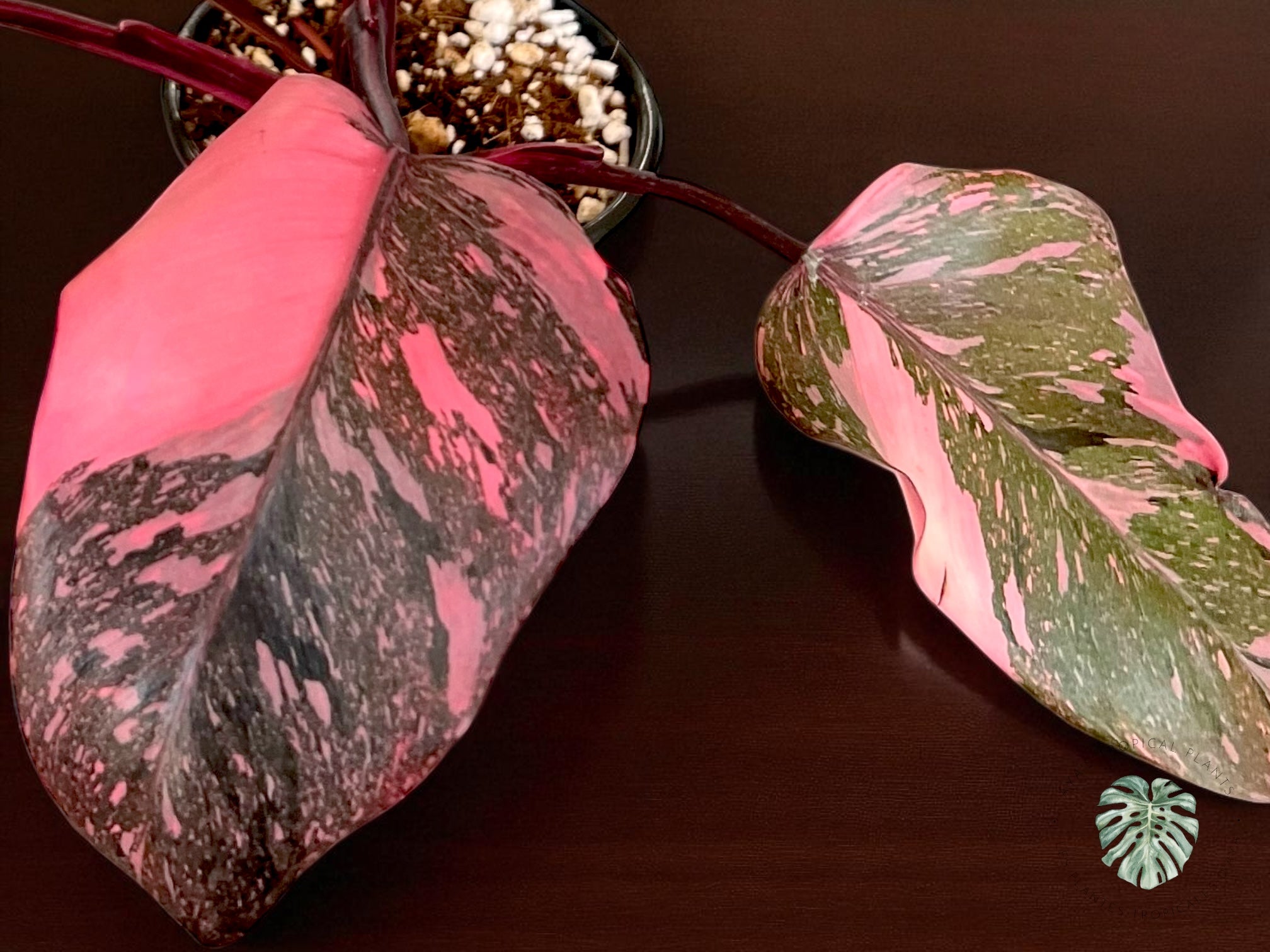 Philodendron Pink Princess