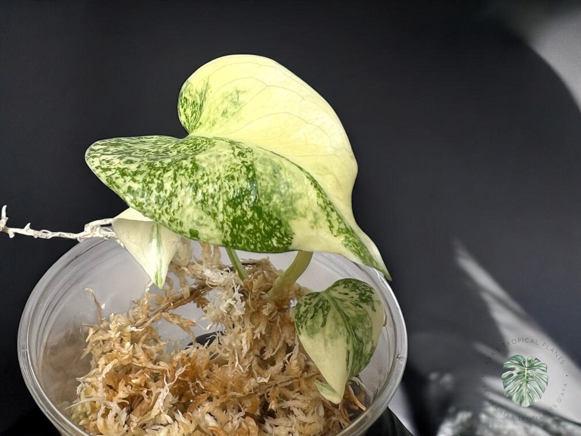 Monstera Thai Consterllation Crème Brûlée