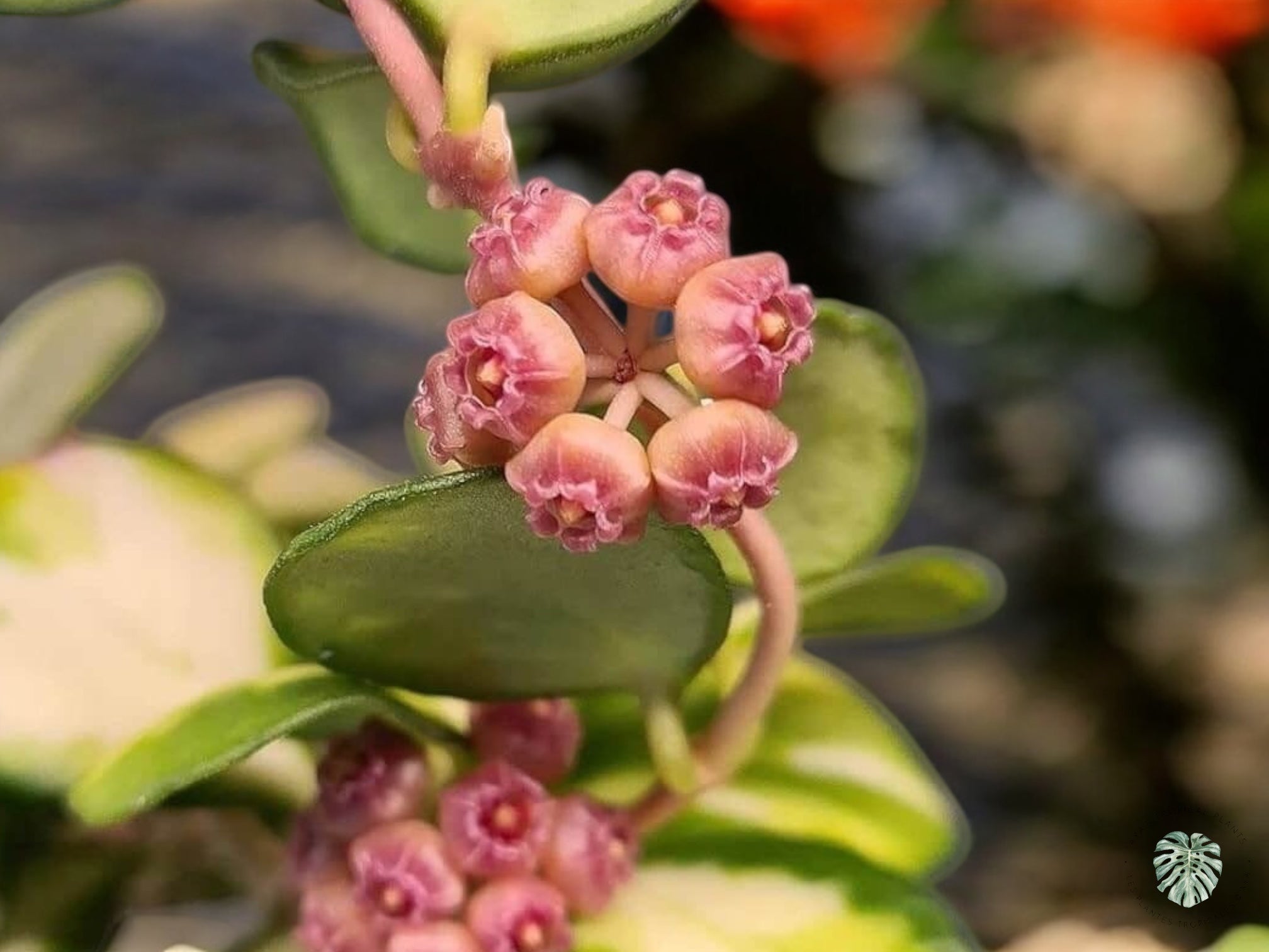 Hoya Heuschkeliana