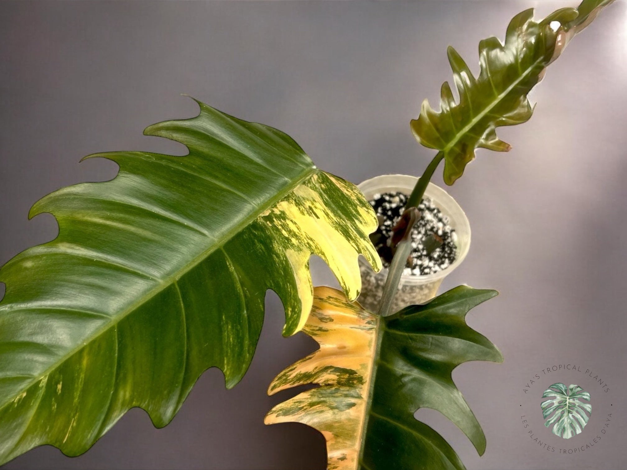 Philodendron Caramel Marble