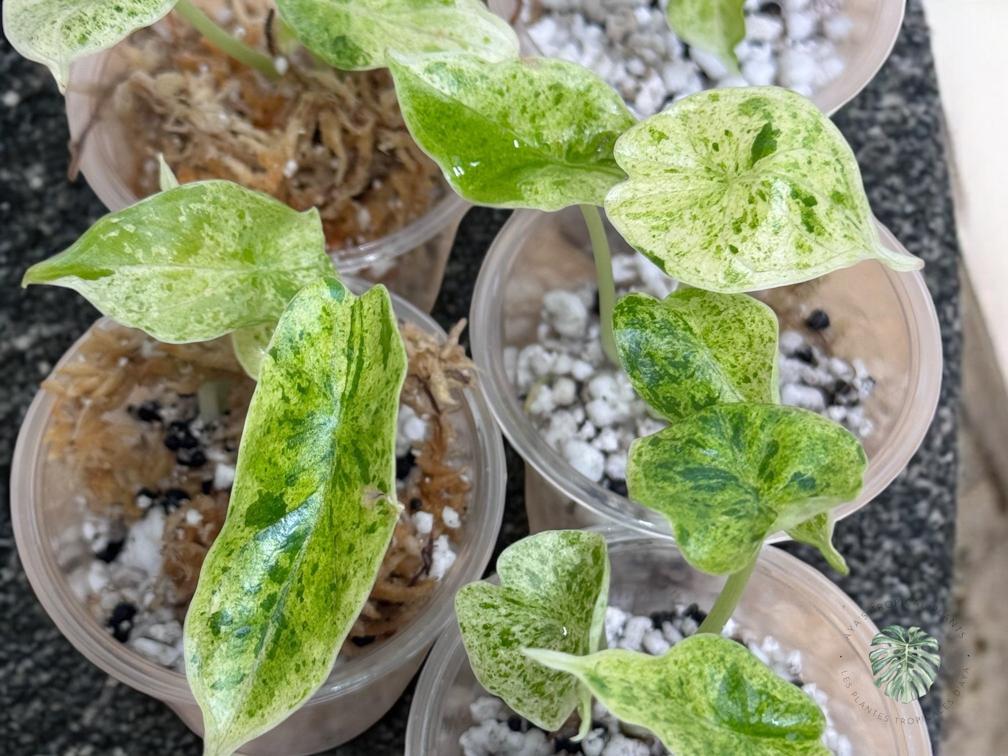 Tissue culture rare plants
