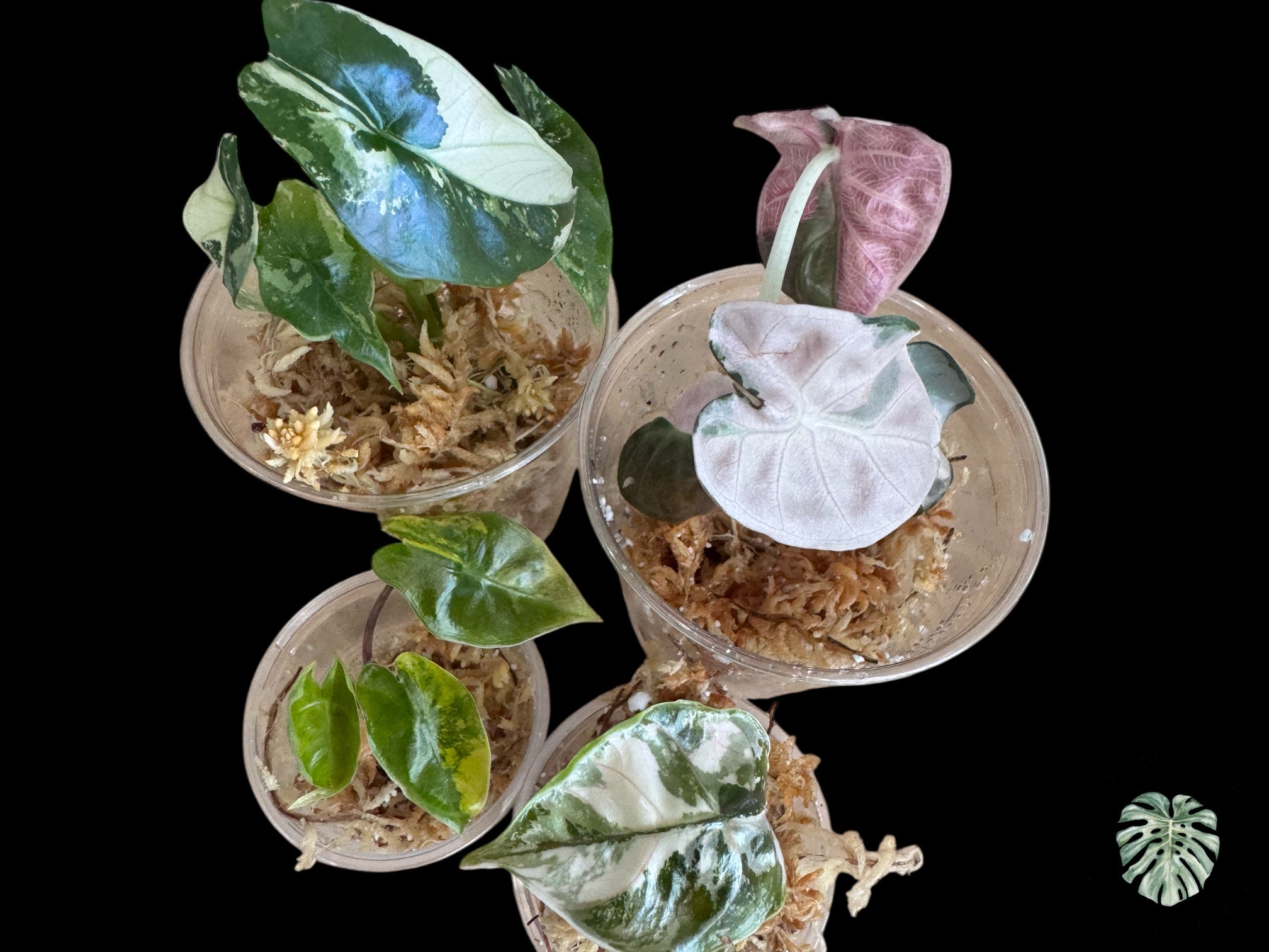 Tissue culture rare plants