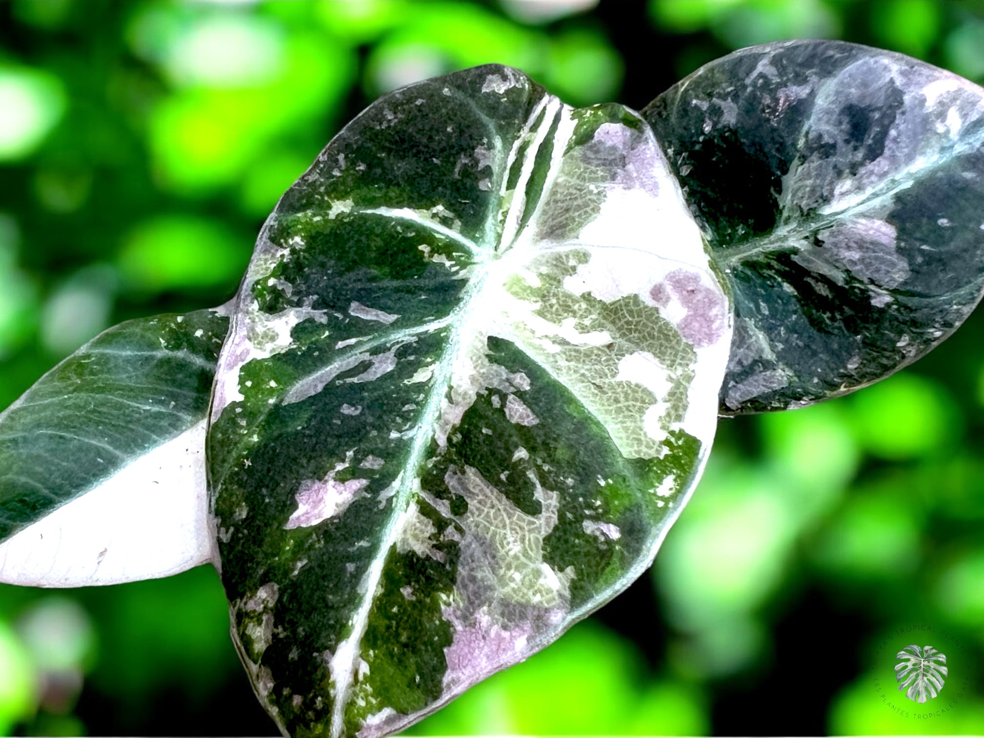 Alocasia Black Velvet Pink