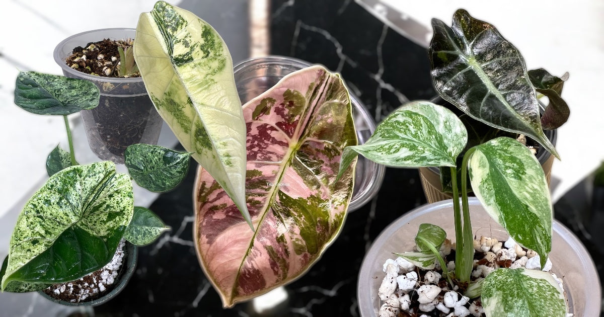 Tissue culture rare plants