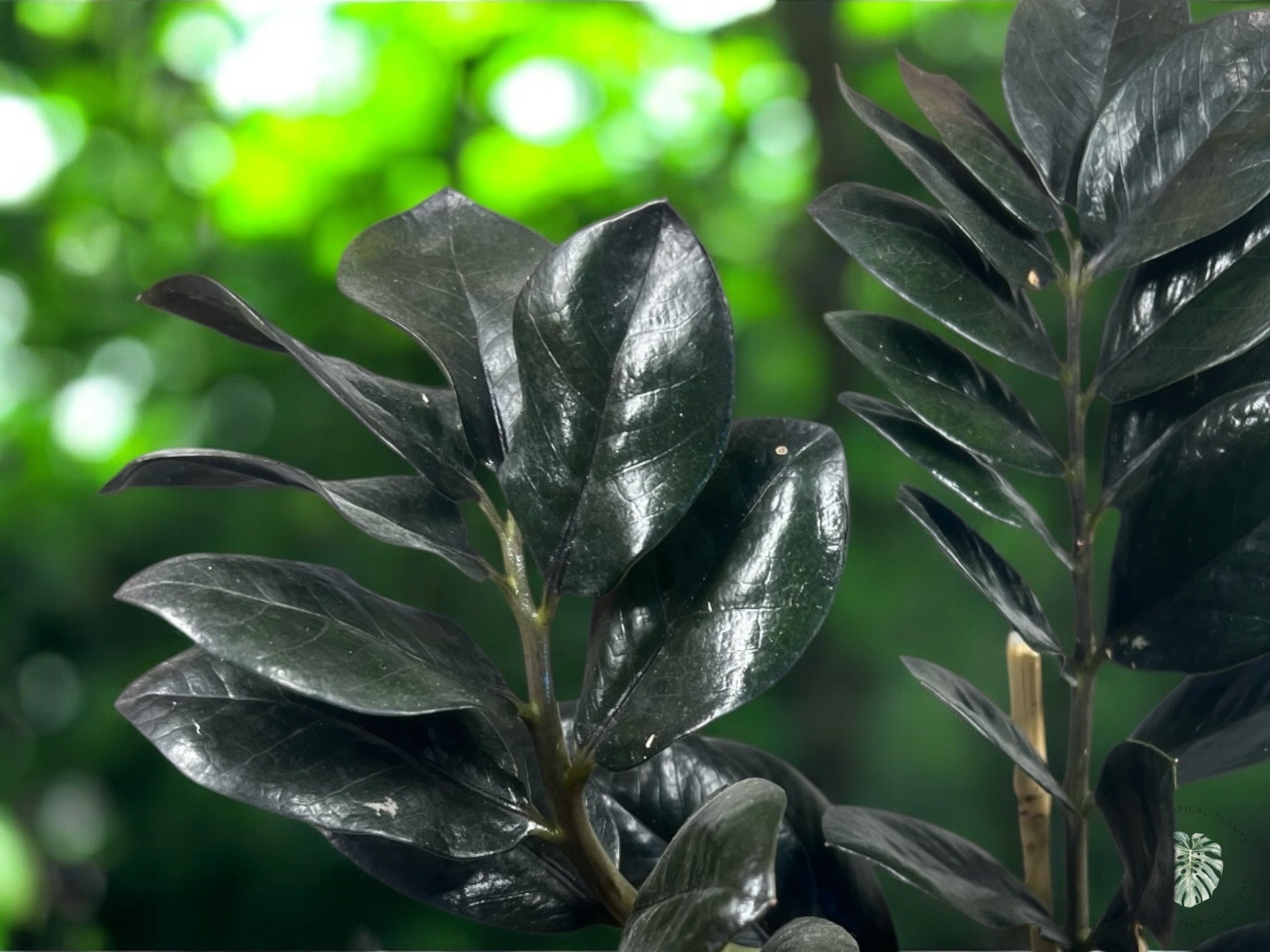 Zamioculcas zamiifolia