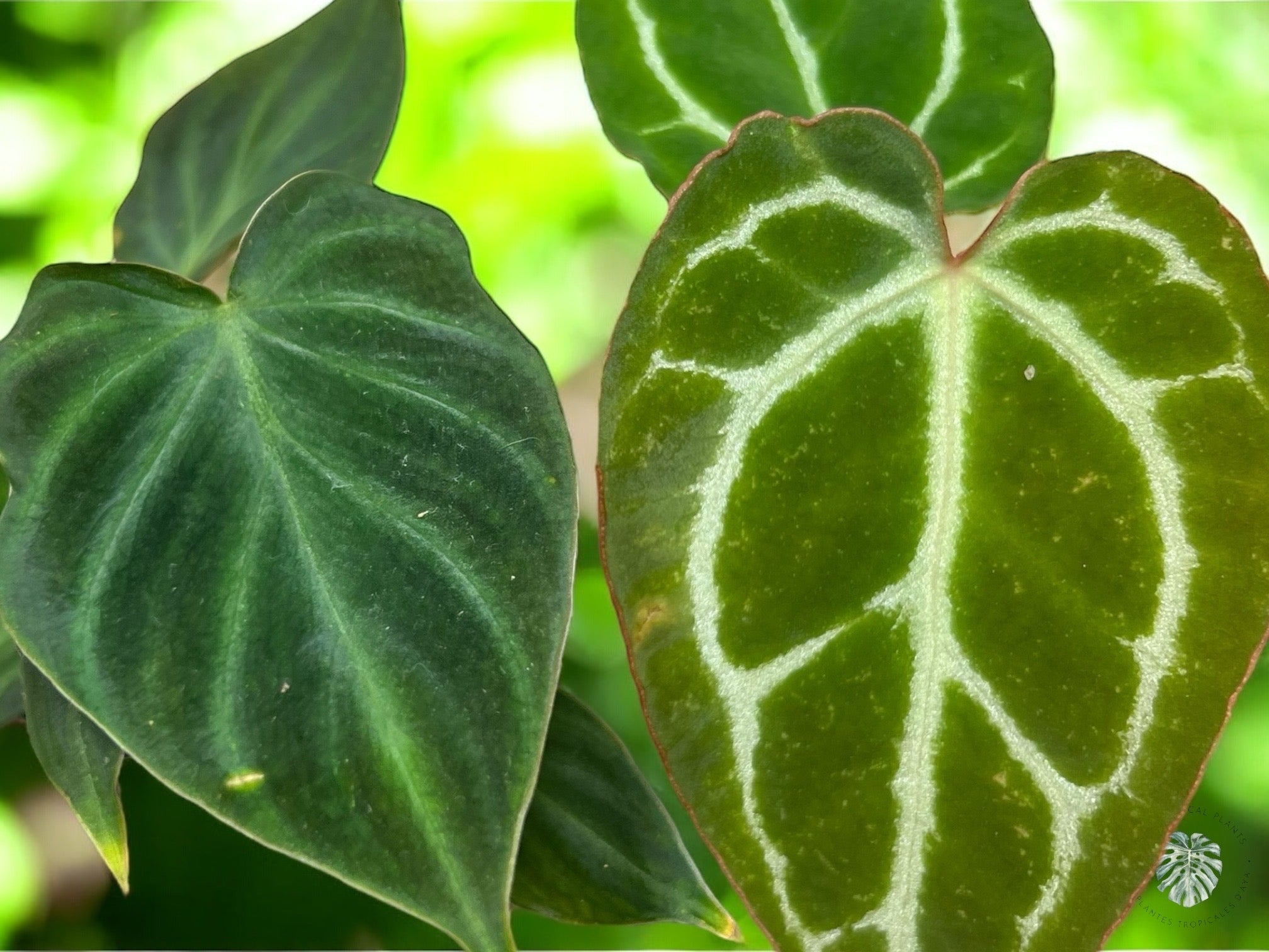 Anthurium