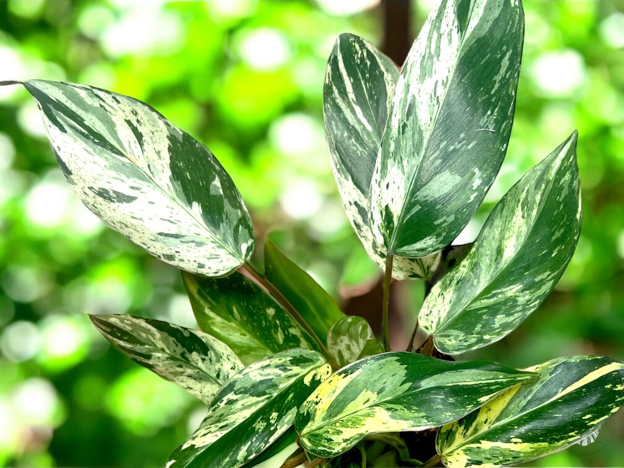 Philodendron Emerald Ice