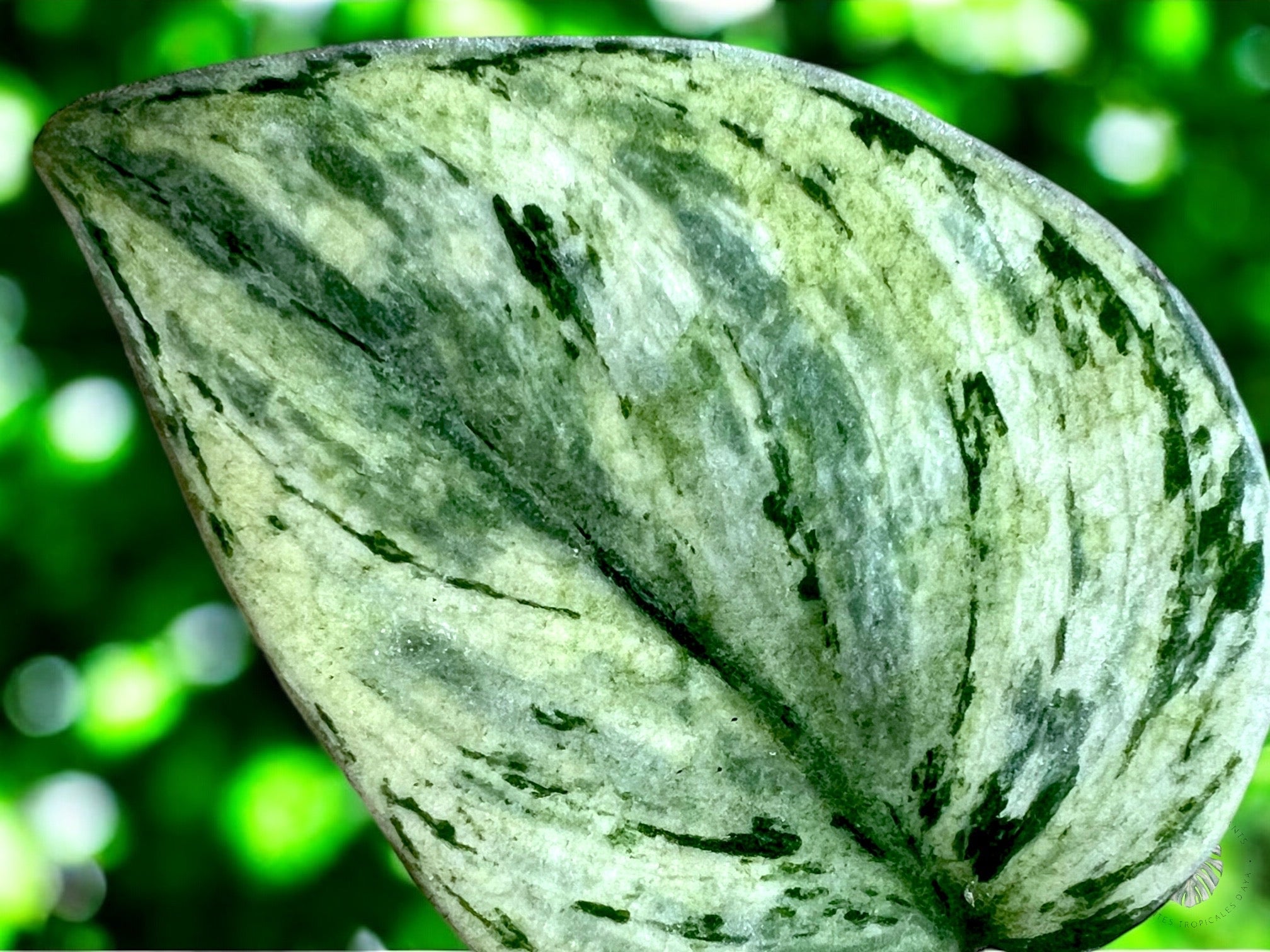 Scindapsus Silver Knight