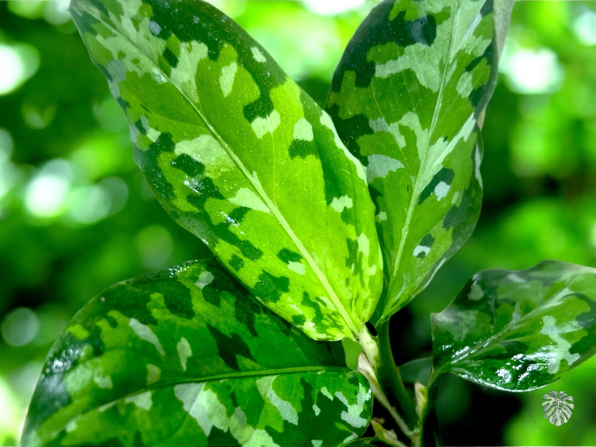 Aglaonema