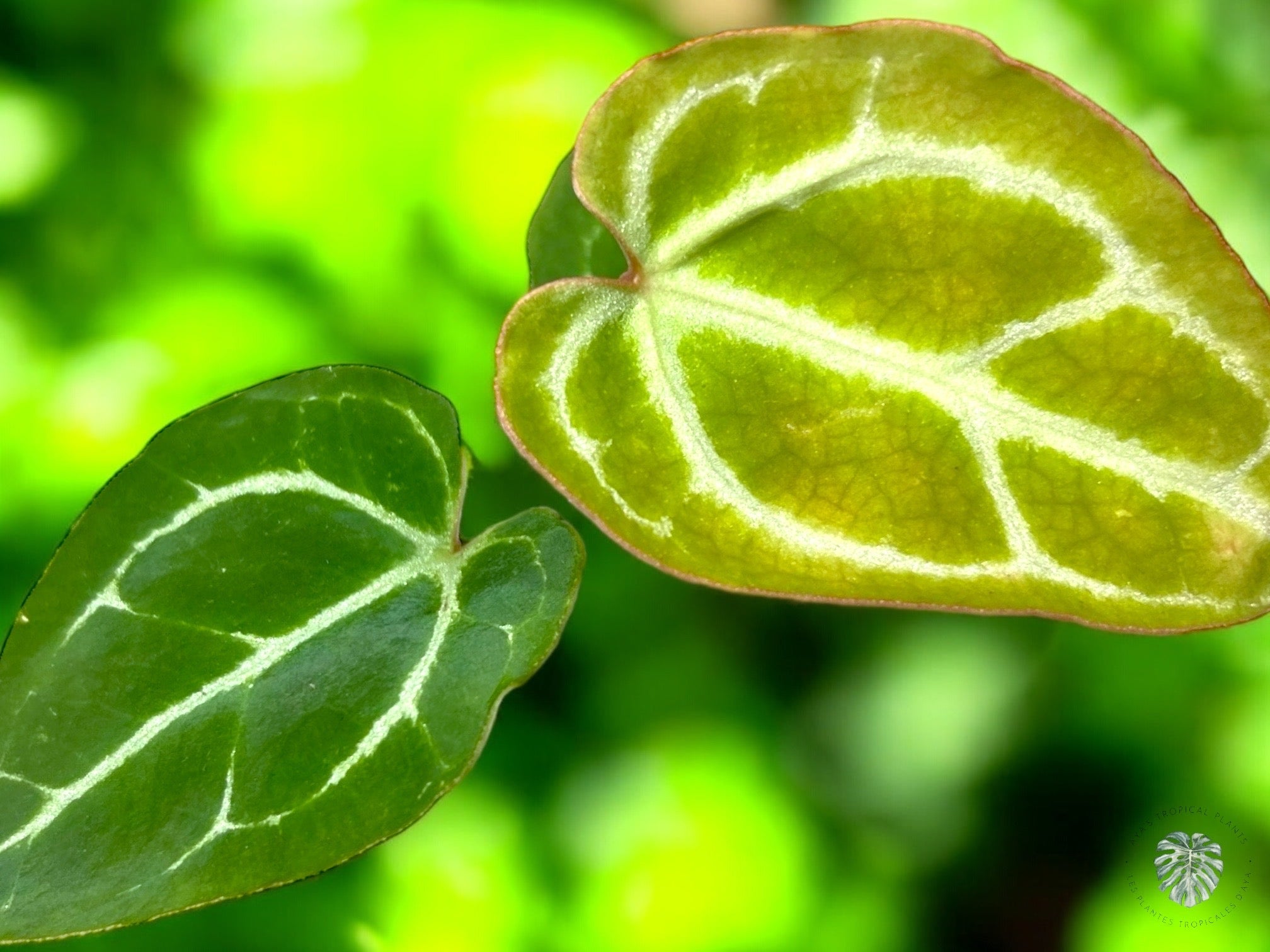 Anthurium Crystallinum