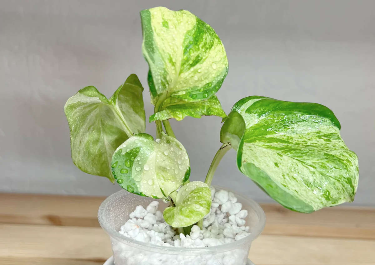 Epipremnum Manjula