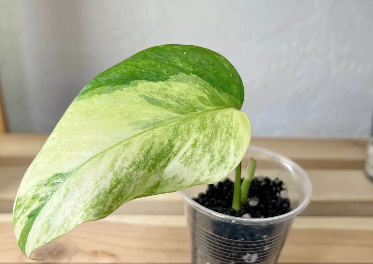 Epipremnum Prada