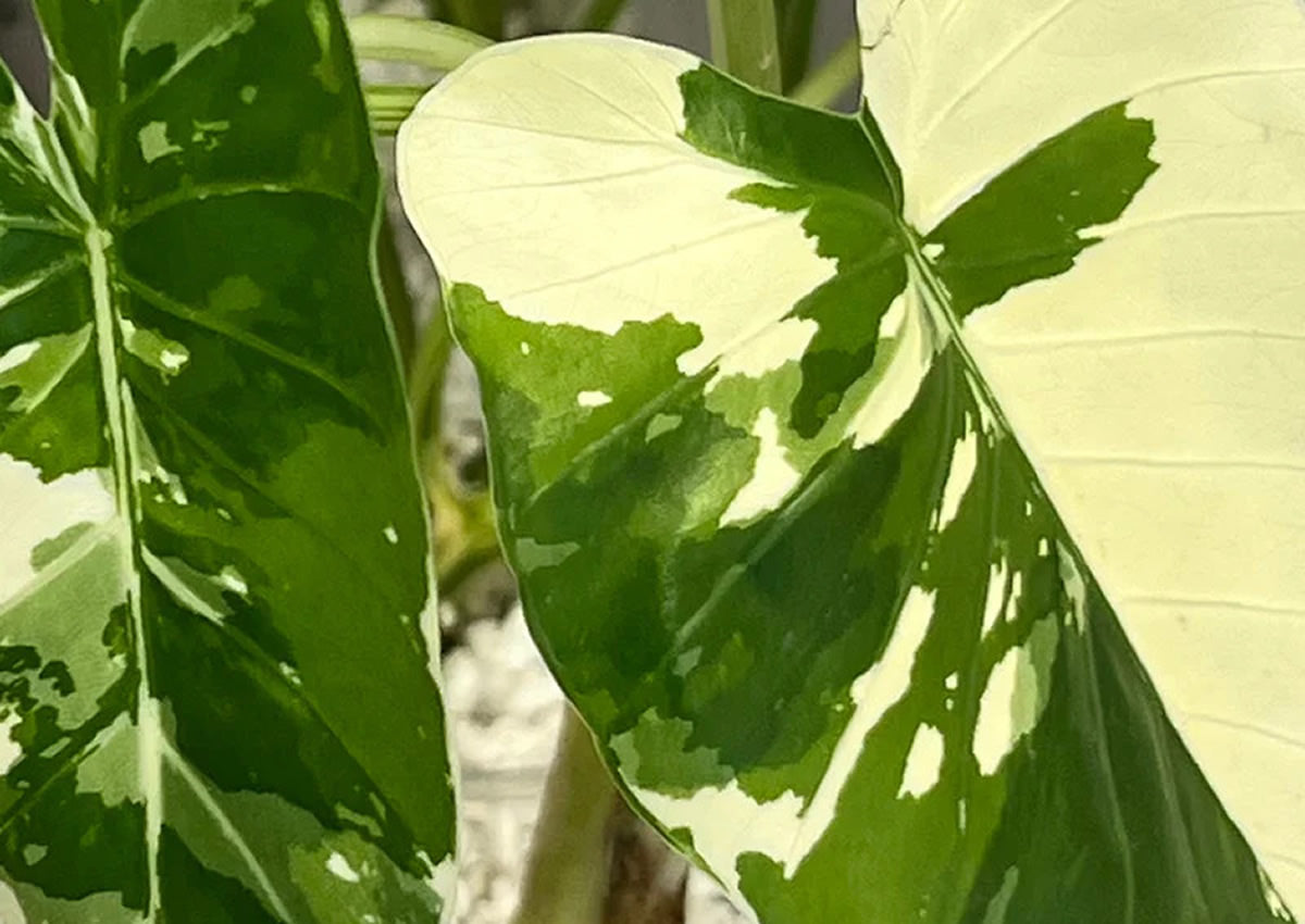 Alocasia Macrorrhiza Variegata