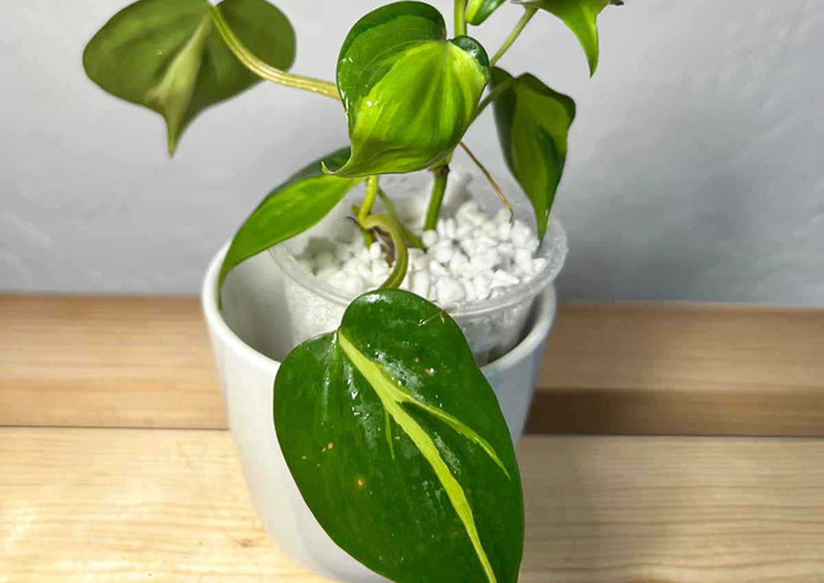 Philodendron Cream Splash