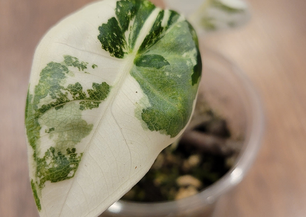 Alocasia Frydek Variegated