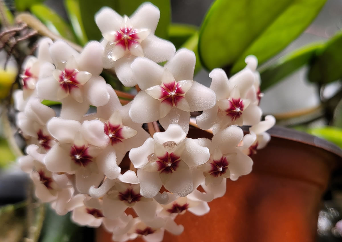 Hoya
