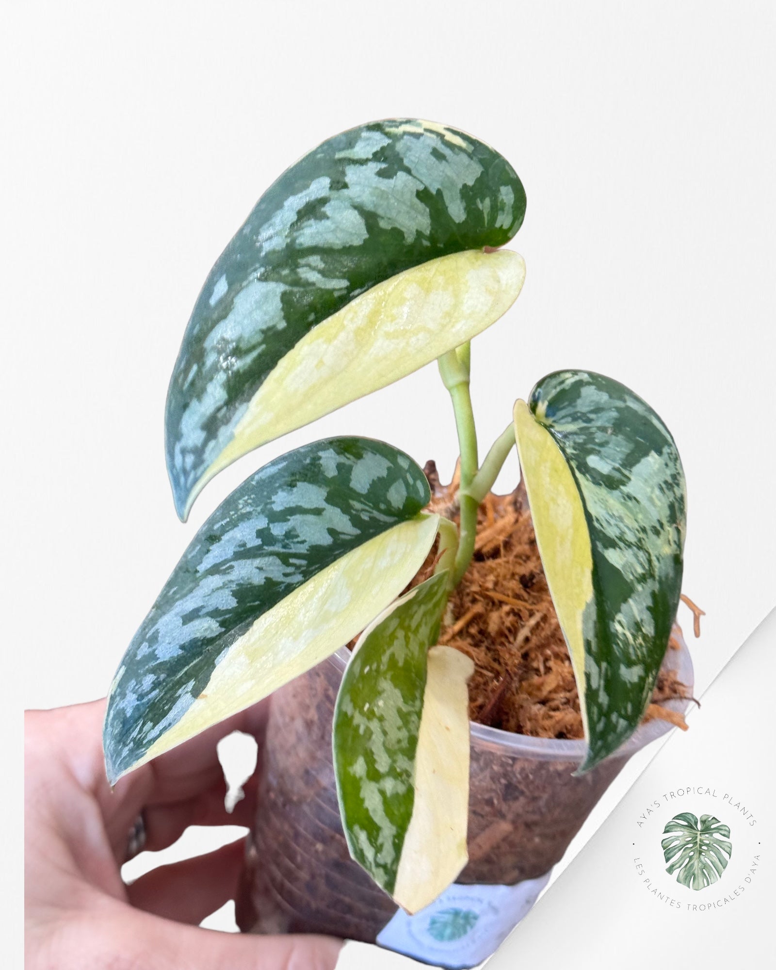 Scindapsus Maharlika