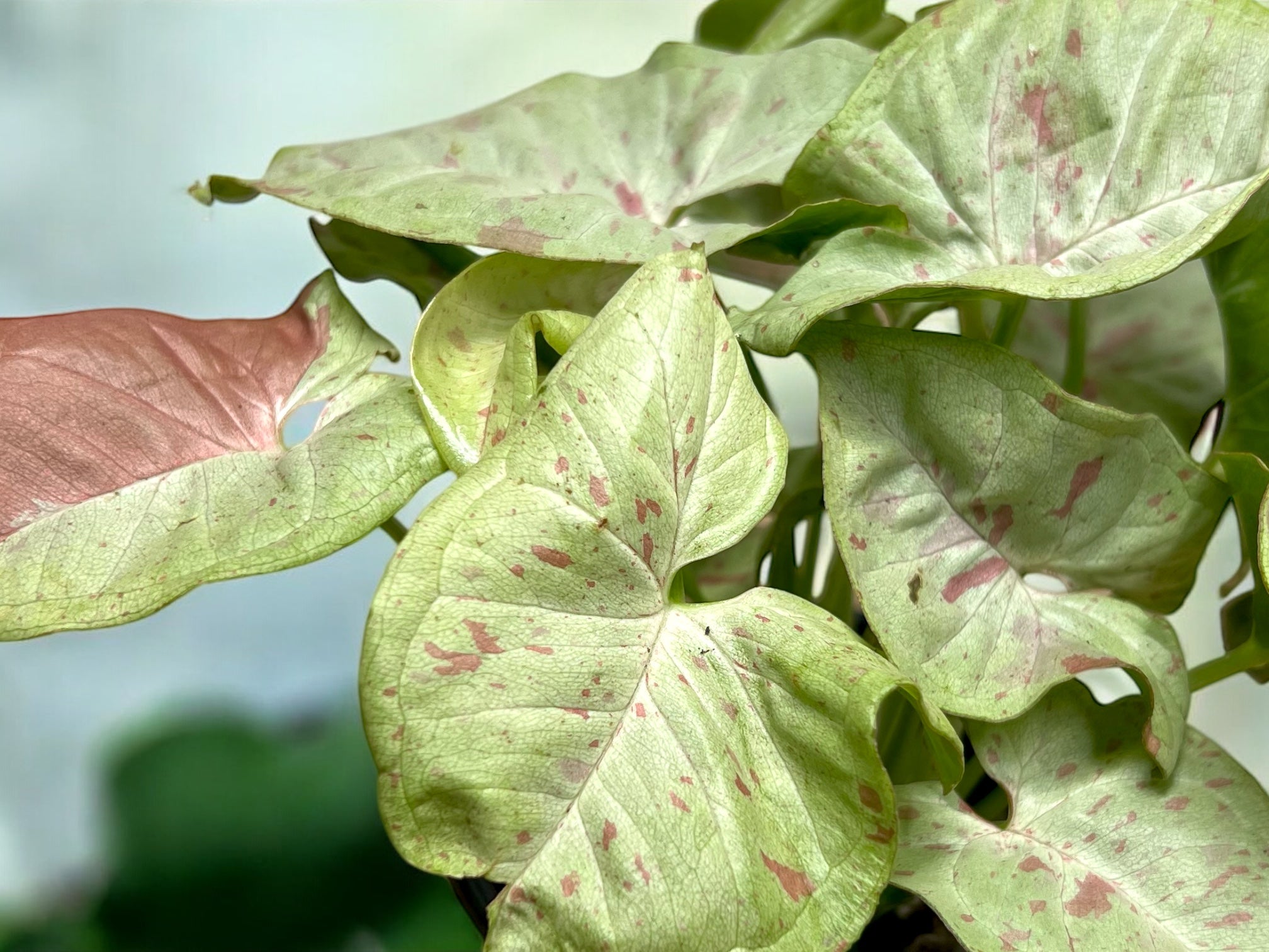 Syngonium Milk Confetti