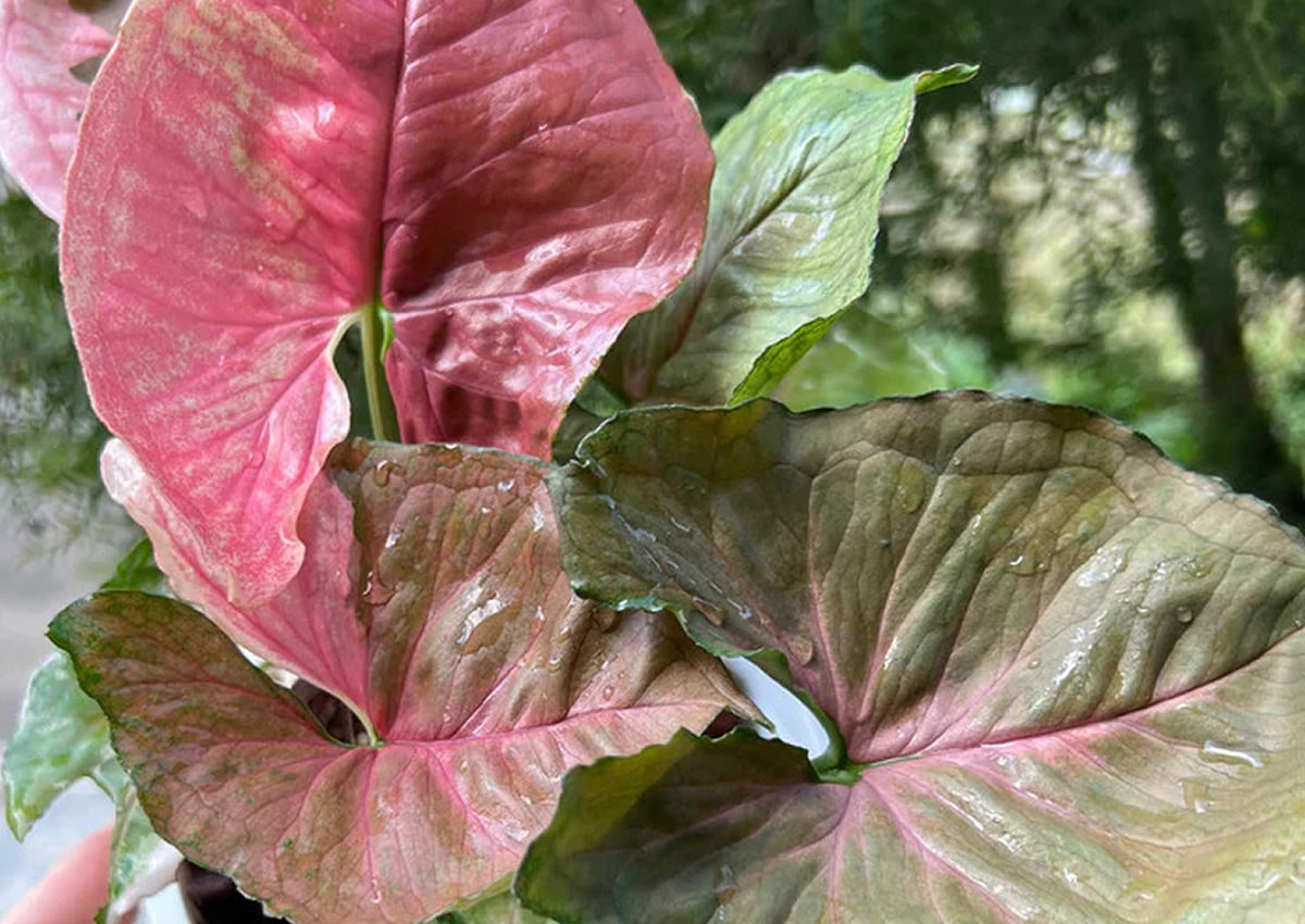 Syngonium Strawberry Ice