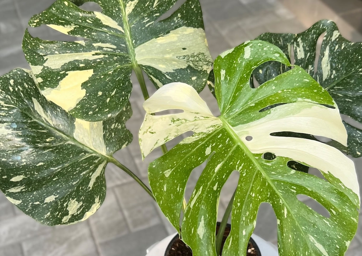 Monstera Thai Constellation - Montreal Rare Plant Store