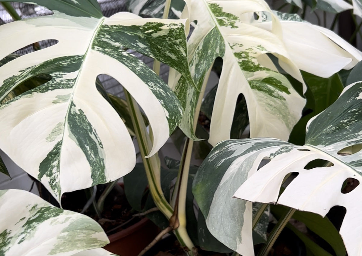 Monstera Borsigiana Albo