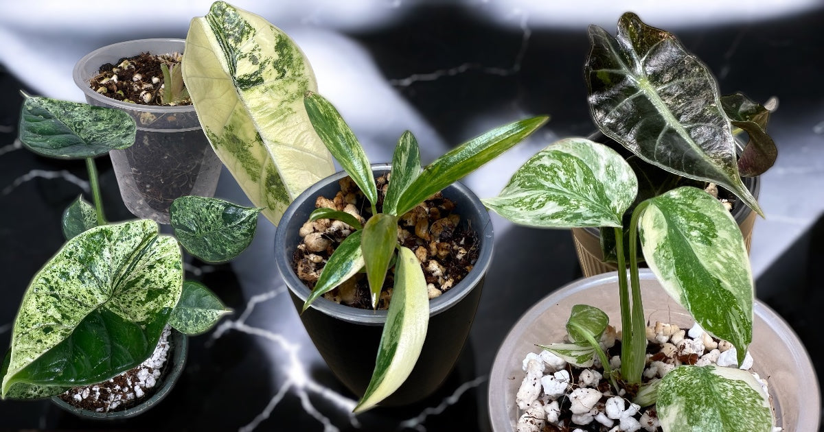 Nouveautés Magasin de Plantes de Montréal Aya Plantes Tropicales