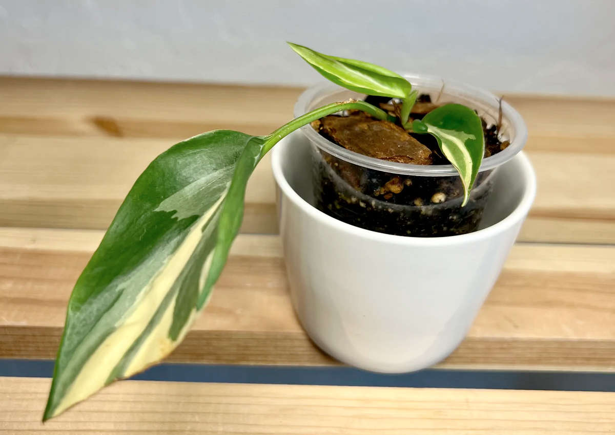 Philodendron Rio